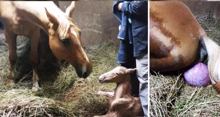 Nachdem ihre trächtige Stute ein Fohlen zur Welt gebracht hat, bemerkt die Besitzerin eine erschütternde Nachgeburt und läuft los